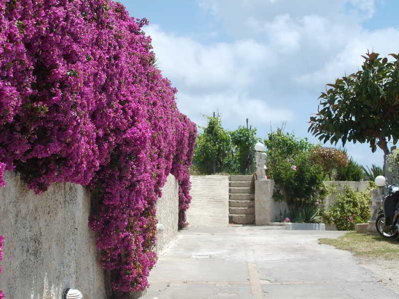 Forio di Ischia Villa Natalina المظهر الخارجي الصورة